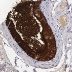 Immunohistochemical staining of human epididymis shows strong cytoplasmic positivity in glandular cells.