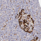 Immunohistochemical staining of human pancreas shows strong cytoplasmic positivity in islets of Langerhans.