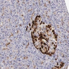 Immunohistochemical staining of human pancreas shows strong cytoplasmic positivity in islets of Langerhans.