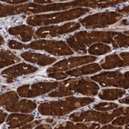 Anti-EMID1 Antibody