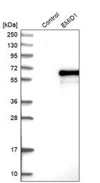 Western blot analysis in control (vector only transfected HEK293T lysate) and EMID1 over-expression lysate (Co-expressed with a C-terminal myc-DDK tag (~3.1 kDa) in mammalian HEK293T cells, LY408793).