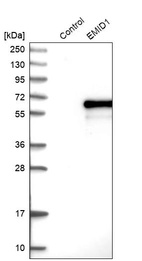 Anti-EMID1 Antibody