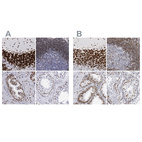 Anti-MECP2 Antibody