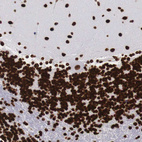 Immunohistochemical staining of human cerebellum shows strong nuclear positivity in cells in granular layer.
