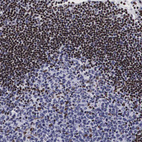 Immunohistochemical staining of human lymph node shows strong nuclear positivity in non-germinal center cells.