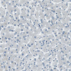 Anti-PJA1 Antibody