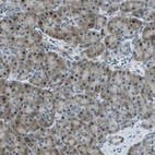 Immunohistochemical staining of human pancreas shows moderate cytoplasmic and nuclear positivity in exocrine glandular cells.