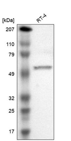 Anti-PJA1 Antibody