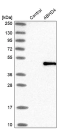 Western blot analysis in control (vector only transfected HEK293T lysate) and ABHD4 over-expression lysate (Co-expressed with a C-terminal myc-DDK tag (~3.1 kDa) in mammalian HEK293T cells, LY411808).