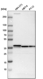 Western blot analysis in mouse cell line NIH-3T3, rat cell line NBT-II and rat cell line pC12.