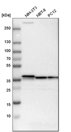 Western blot analysis in mouse cell line NIH-3T3, rat cell line NBT-II and rat cell line pC12.