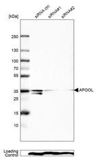 Western blot analysis in Rh30 cells transfected with control siRNA, target specific siRNA probe #1 and #2, using Anti-APOOL antibody. Remaining relative intensity is presented. Loading control: Anti-PPIB.