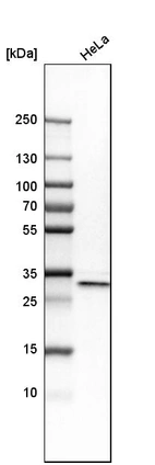 Western blot analysis in human cell line HeLa.