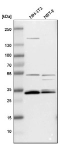 Western blot analysis in mouse cell line NIH-3T3 and rat cell line NBT-II.