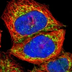 Immunofluorescent staining of human cell line A-431 shows localization to mitochondria.