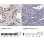 Anti-CDC45 Antibody