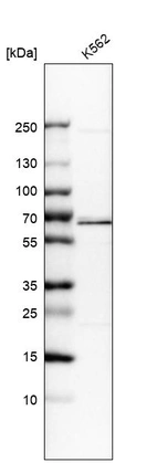 Western blot analysis in human cell line K562.
