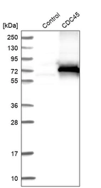 Western blot analysis in control (vector only transfected HEK293T lysate) and CDC45 over-expression lysate (Co-expressed with a C-terminal myc-DDK tag (~3.1 kDa) in mammalian HEK293T cells, LY418640).