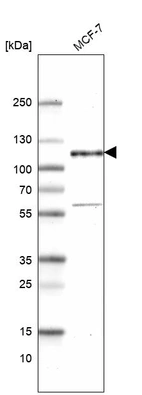 Western blot analysis in human cell line MCF-7.