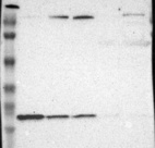 Anti-WDHD1 Antibody