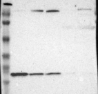 Anti-WDHD1 Antibody