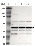 Anti-IGBP1 Antibody