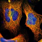 Immunofluorescent staining of human cell line U-2 OS shows localization to microtubules.