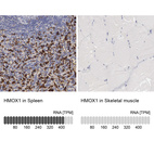 Anti-HMOX1 Antibody