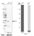 Western blot analysis in human cell lines A-549 and MCF-7 using Anti-HMOX1 antibody. Corresponding HMOX1 RNA-seq data are presented for the same cell lines. Loading control: Anti-PPIB.