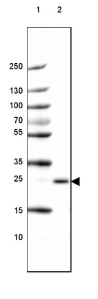 Lane 1: Marker [kDa] 250, 130, 100, 70, 55, 35, 25, 15, 10_br/_Lane 2: Mouse Cerebral Cortex tissue