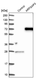 Western blot analysis in control (vector only transfected HEK293T lysate) and ARFGAP3 over-expression lysate (Co-expressed with a C-terminal myc-DDK tag (~3.1 kDa) in mammalian HEK293T cells, LY415207).