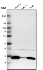 Western blot analysis in mouse cell line NIH-3T3, rat cell line NBT-II and rat cell line pC12.