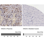 Anti-NAGA Antibody