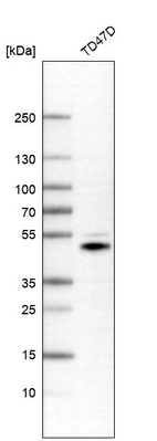 Western blot analysis in human cell line TD47D.