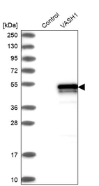 Western blot analysis in control (vector only transfected HEK293T lysate) and VASH1 over-expression lysate (Co-expressed with a C-terminal myc-DDK tag (~3.1 kDa) in mammalian HEK293T cells, LY414940).