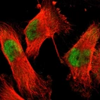 Immunofluorescent staining of human cell line U-251 MG shows localization to nucleoplasm.