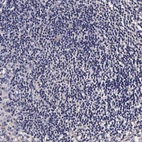 Immunohistochemical staining of human lymphoid tissues shows no positivity in germinal center cells.