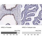 Anti-ARG2 Antibody