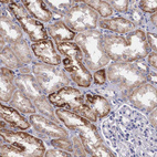 Anti-ARG2 Antibody