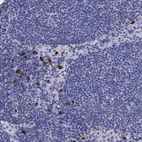 Immunohistochemical staining of human lymph node shows strong cytoplasmic positivity in non-germinal center cells.