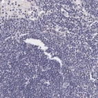 Immunohistochemical staining of human Lymph node shows very weak cytoplasmic positivity in non-germinal center cells.
