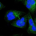 Immunofluorescent staining of human cell line U-2 OS shows localization to cytosol & cytokinetic bridge.