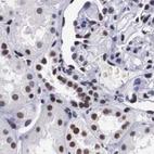 Immunohistochemical staining of human kidney using Anti-SF3A1 antibody HPA000690.