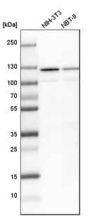 Western blot analysis in mouse cell line NIH-3T3 and rat cell line NBT-II.