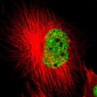 Immunofluorescent staining of human cell line U-251 MG shows localization to nuclear speckles.
