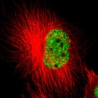 Immunofluorescent staining of human cell line U-251 MG shows localization to nuclear speckles.