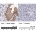 Anti-OSBPL3 Antibody