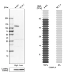 Western blot analysis in human cell lines A-431 and MCF-7 using Anti-OSBPL3 antibody. Corresponding OSBPL3 RNA-seq data are presented for the same cell lines. Loading control: Anti-GAPDH.