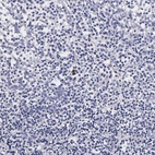 Anti-RNASE6 Antibody