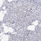 Anti-MNAT1 Antibody